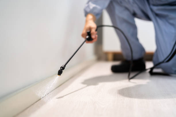 Certified termite inspector examining foundation in Harlem